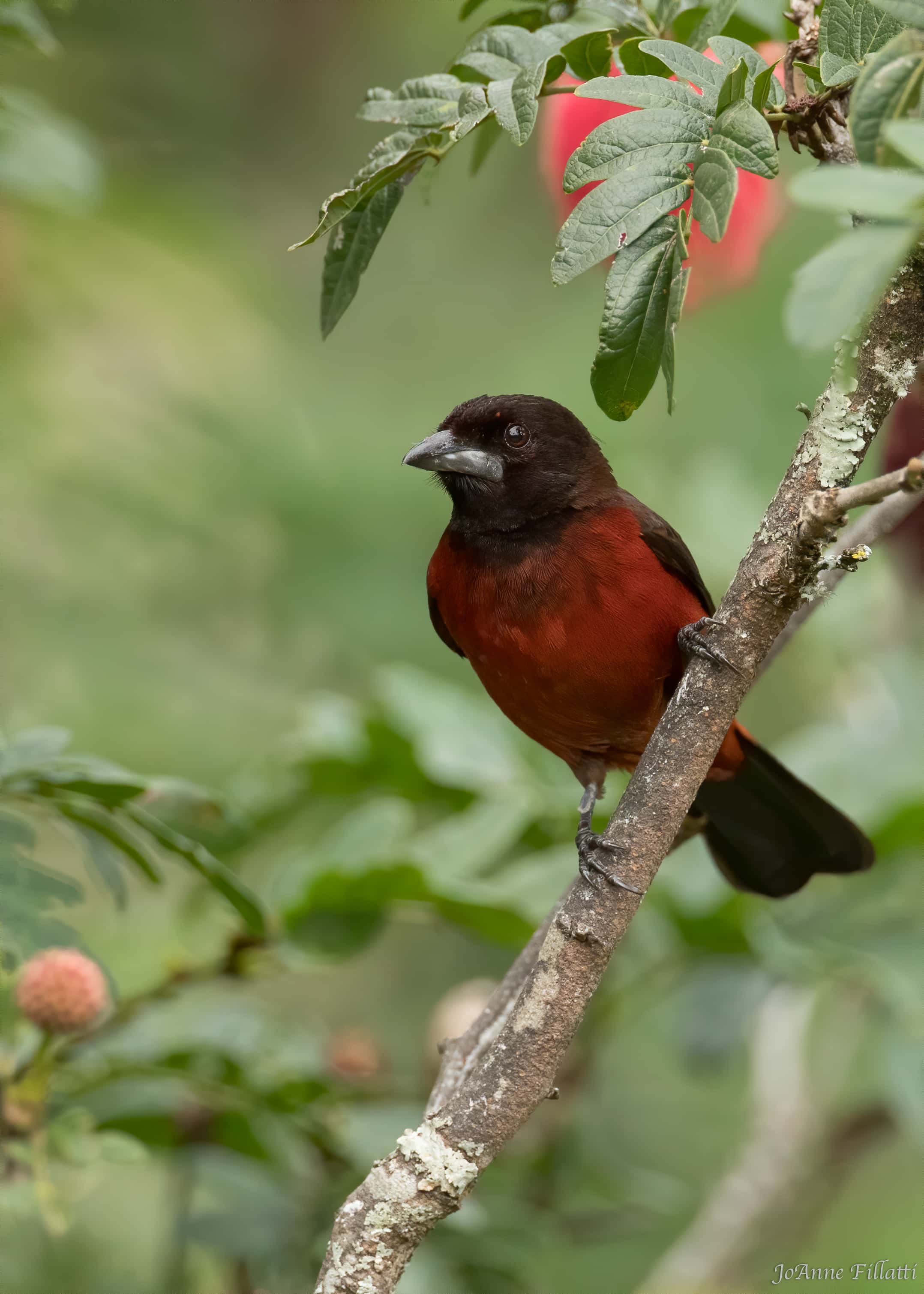 bird of colombia image 3